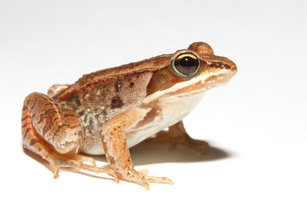 Wood frog on a white Background