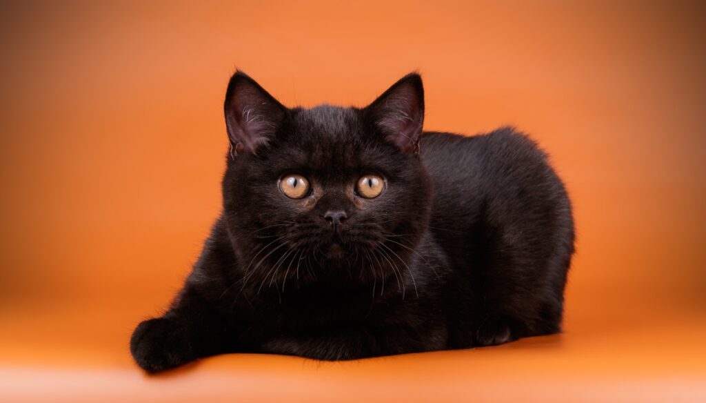 British shorthair cat on colored backgrounds