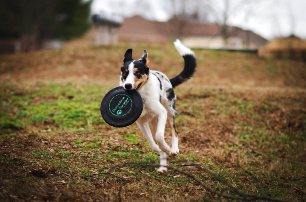 Border Collie catching frisbee in backyard