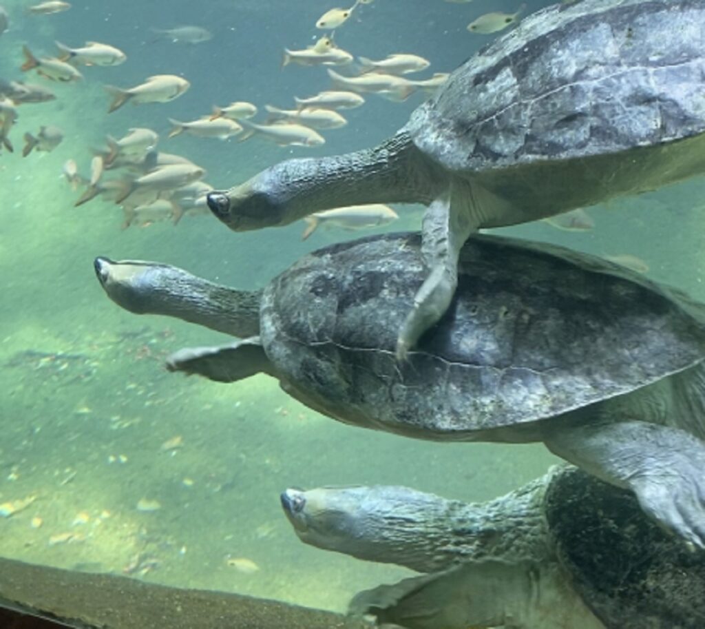 Burmese_roofed_turtles_