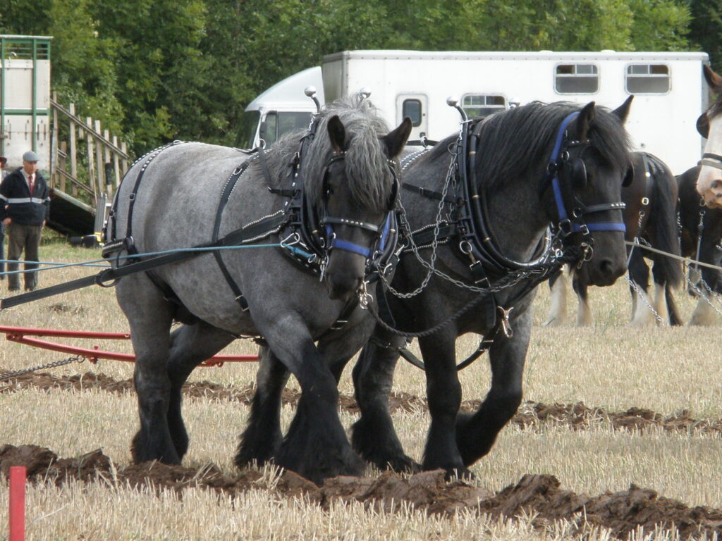 Couple of Dutch Draft horses