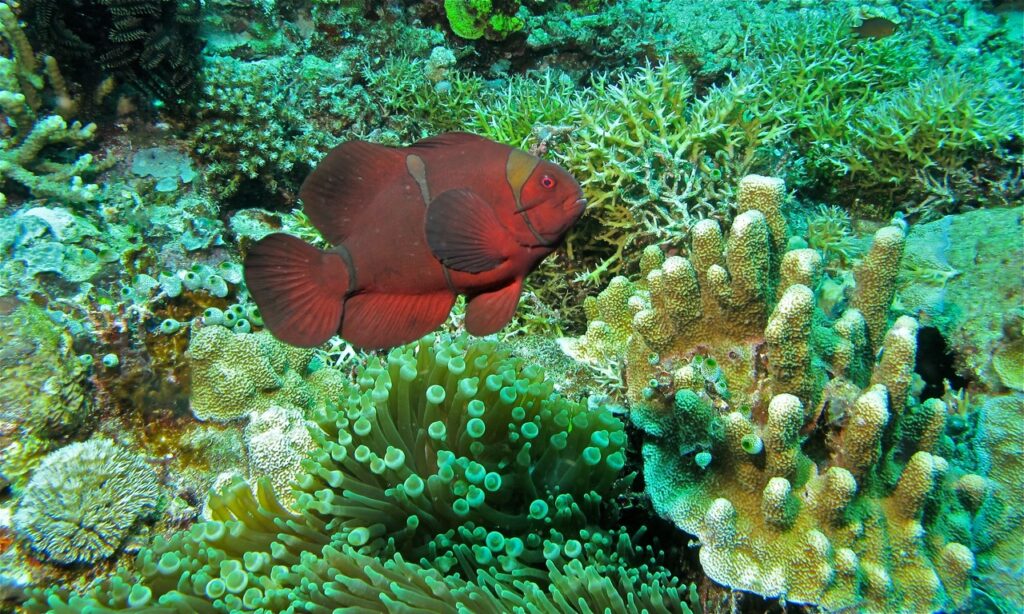 A Maroon Clownfish