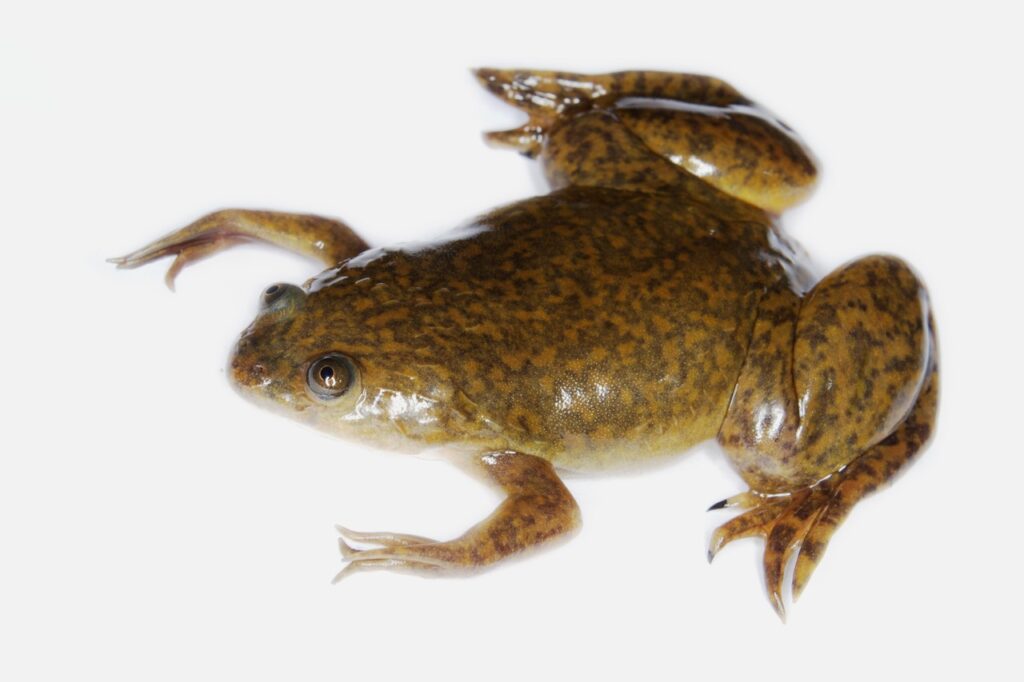 A Green clawed Frog