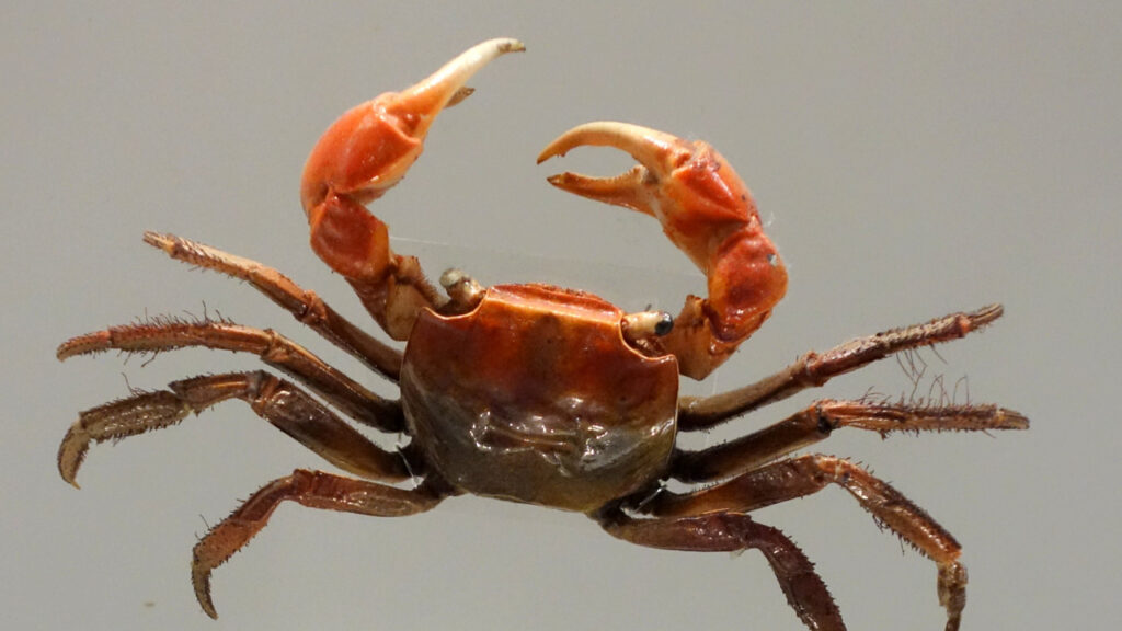 A Red-clawed crab