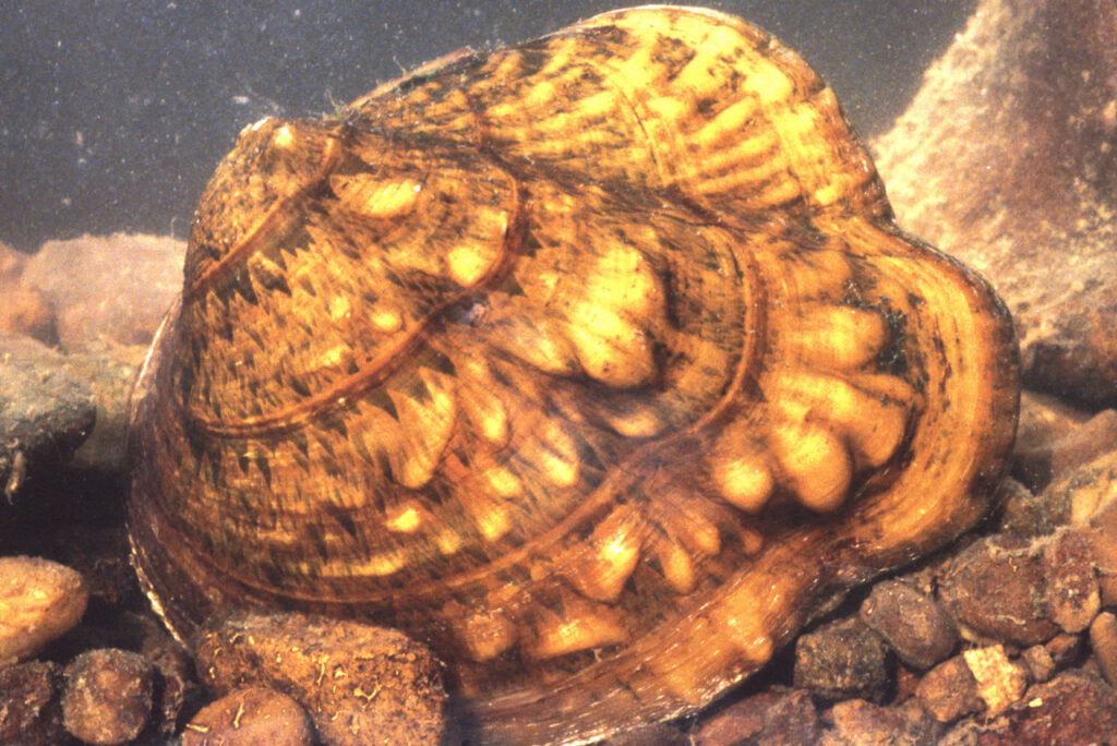 A Freshwater Mussel