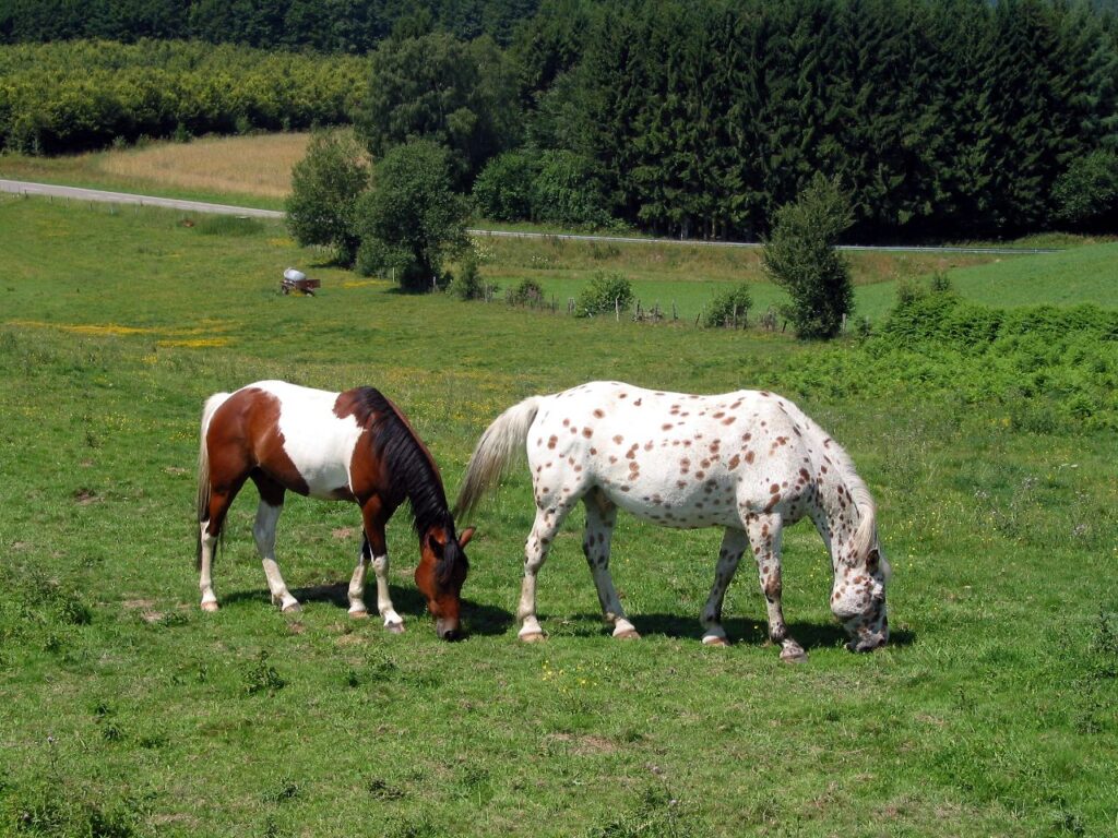 Appaloosa