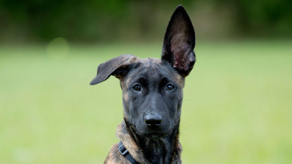 dutch shepherd