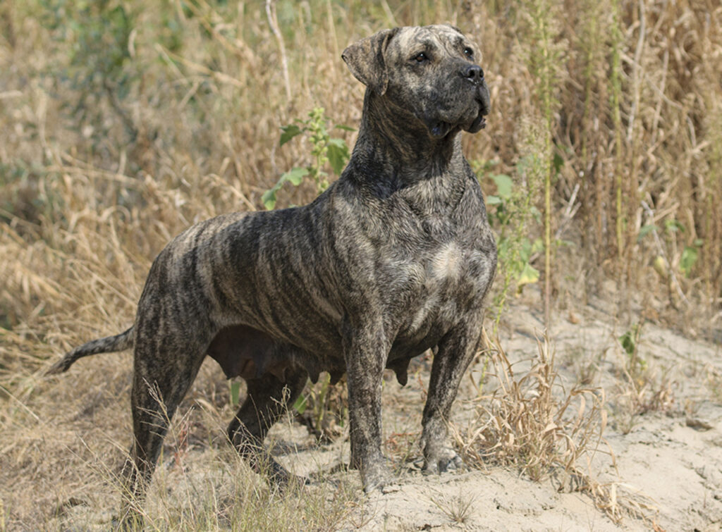 A Presa Canario