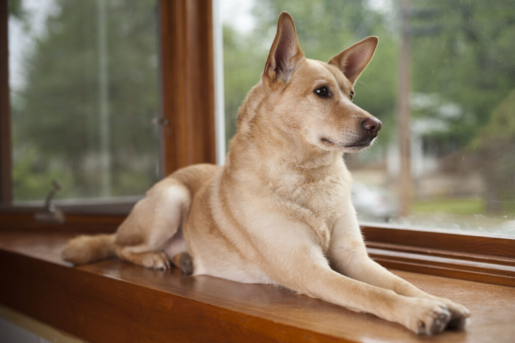 Carolina Dog indoors