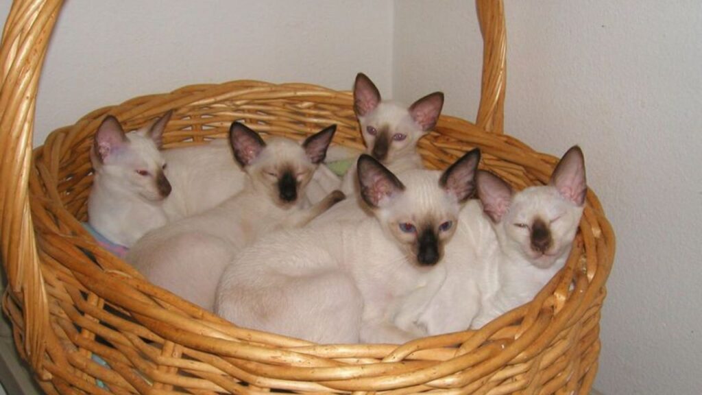 Chocolate Point Siamese