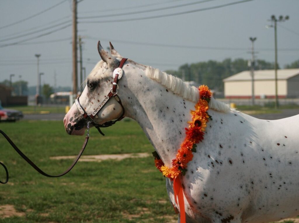 Appaloosa