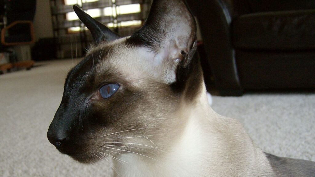 Modern "wedge head" seal point Siamese cat