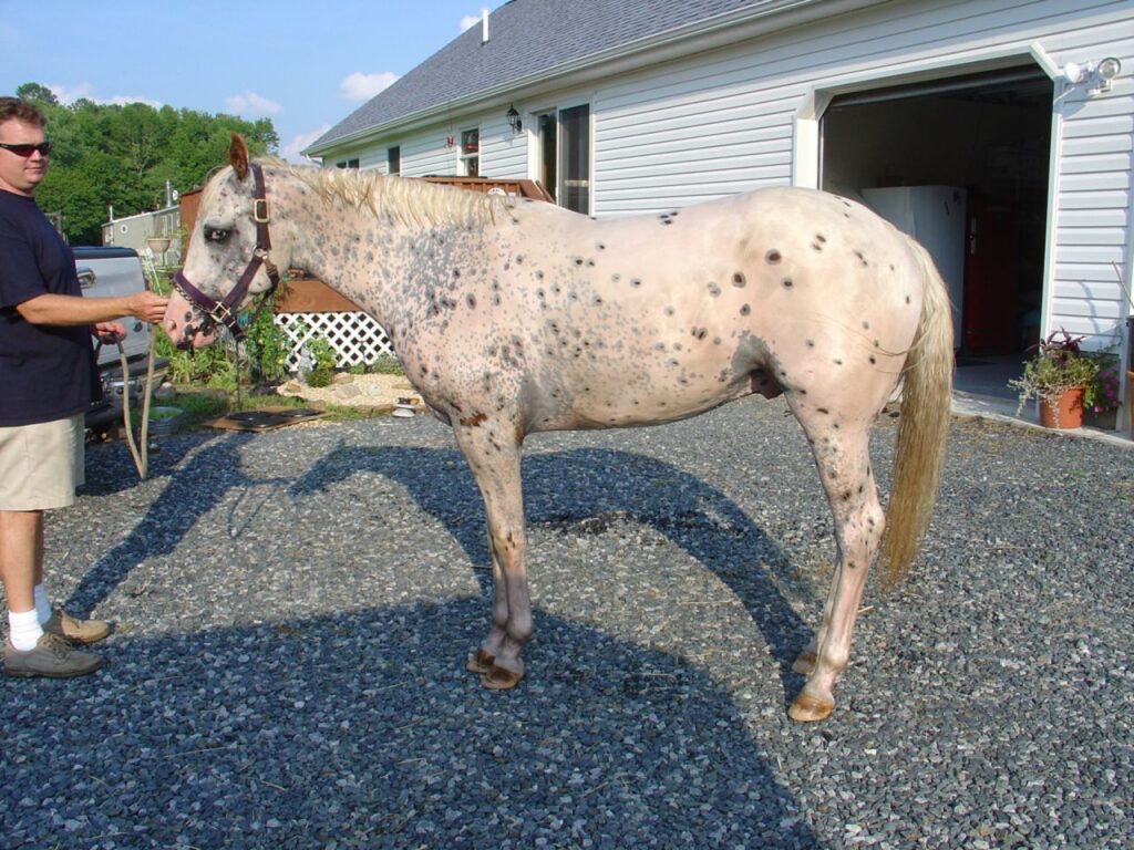 Appaloosa
