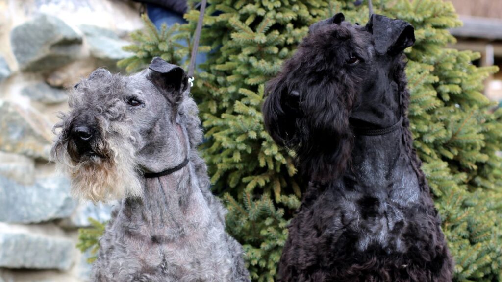 Kerry Blue Terrier