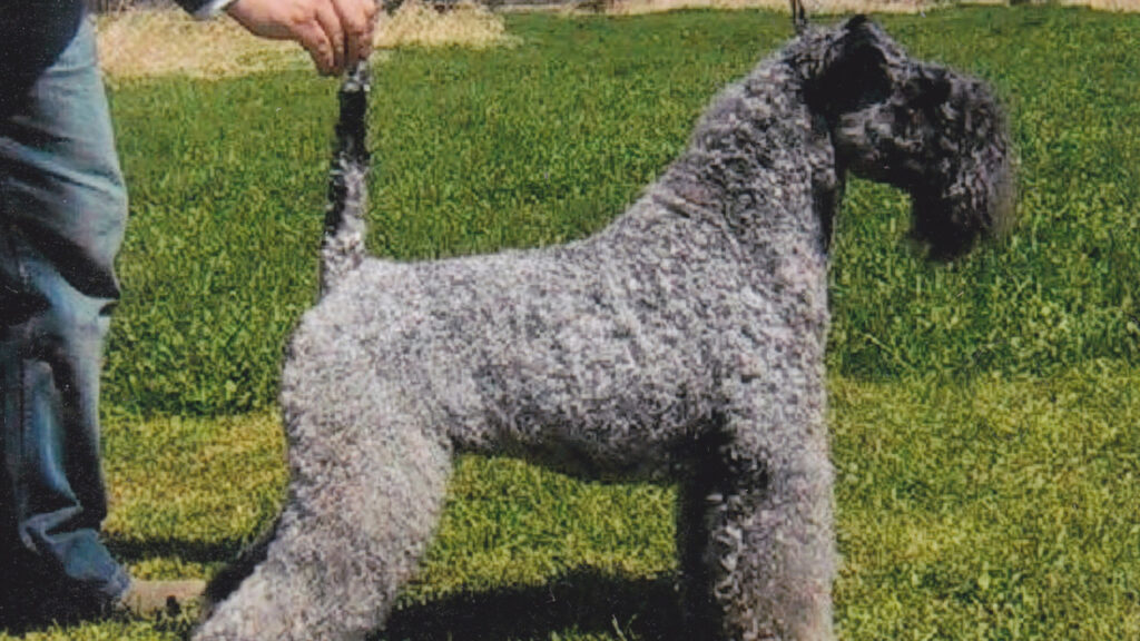 A Kerry Blue Terrier