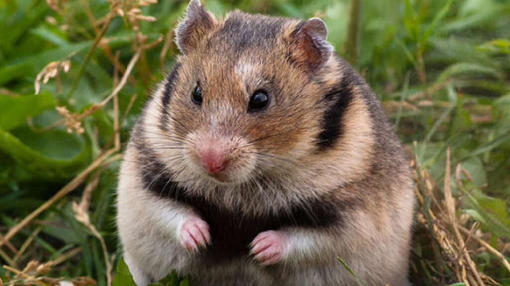 A Turkish Hamster