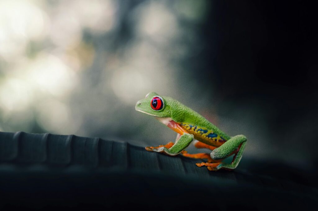 Red eyed frog