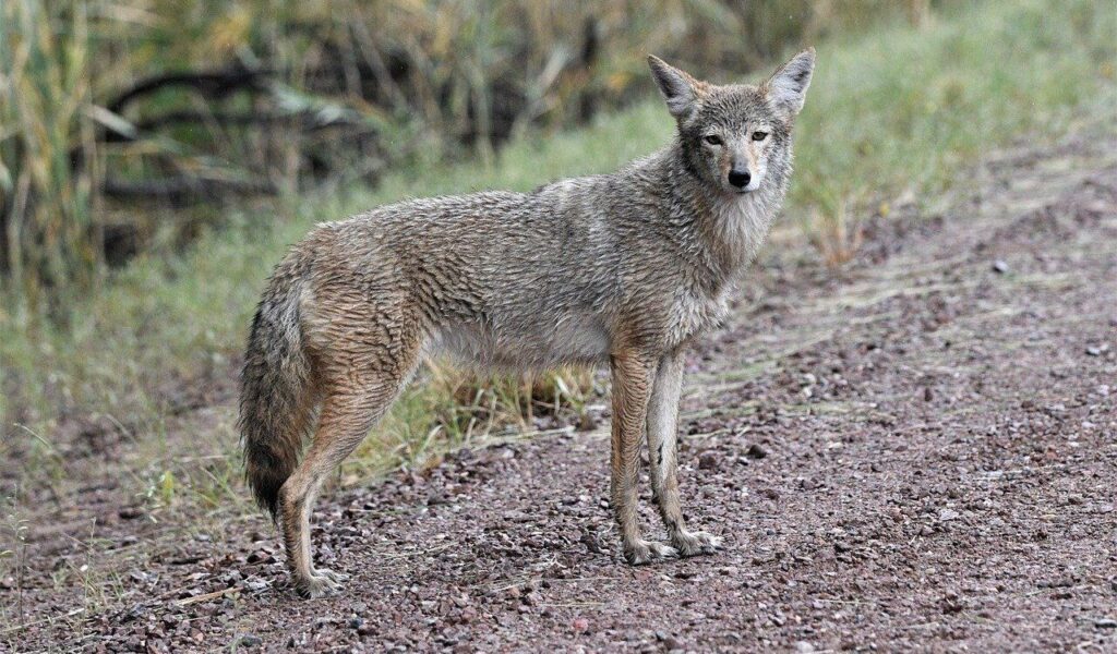 coyote standing on a dirt path