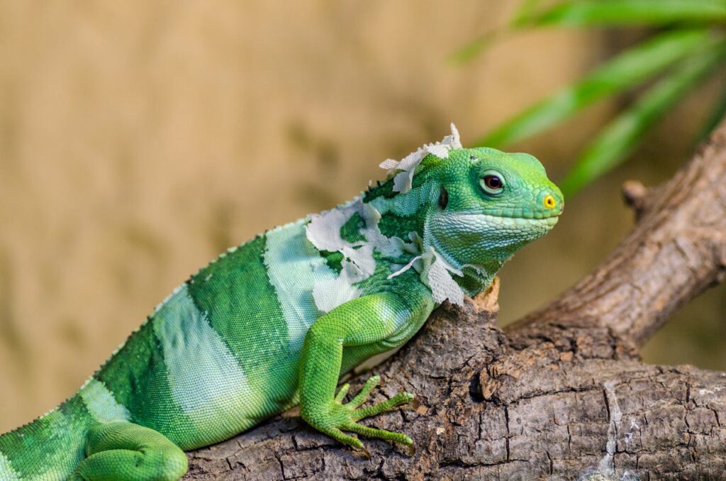 green iguana