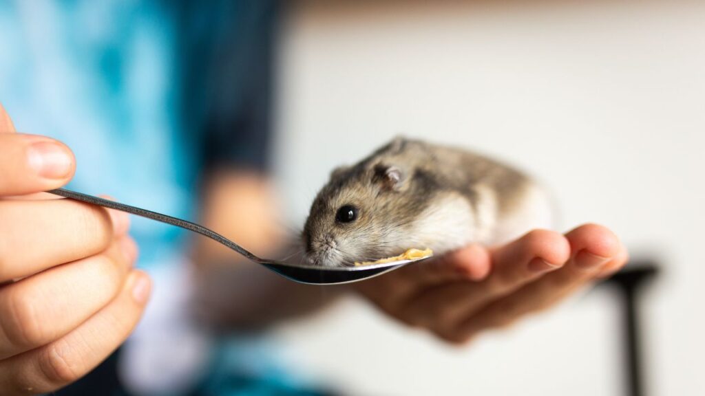 hamster