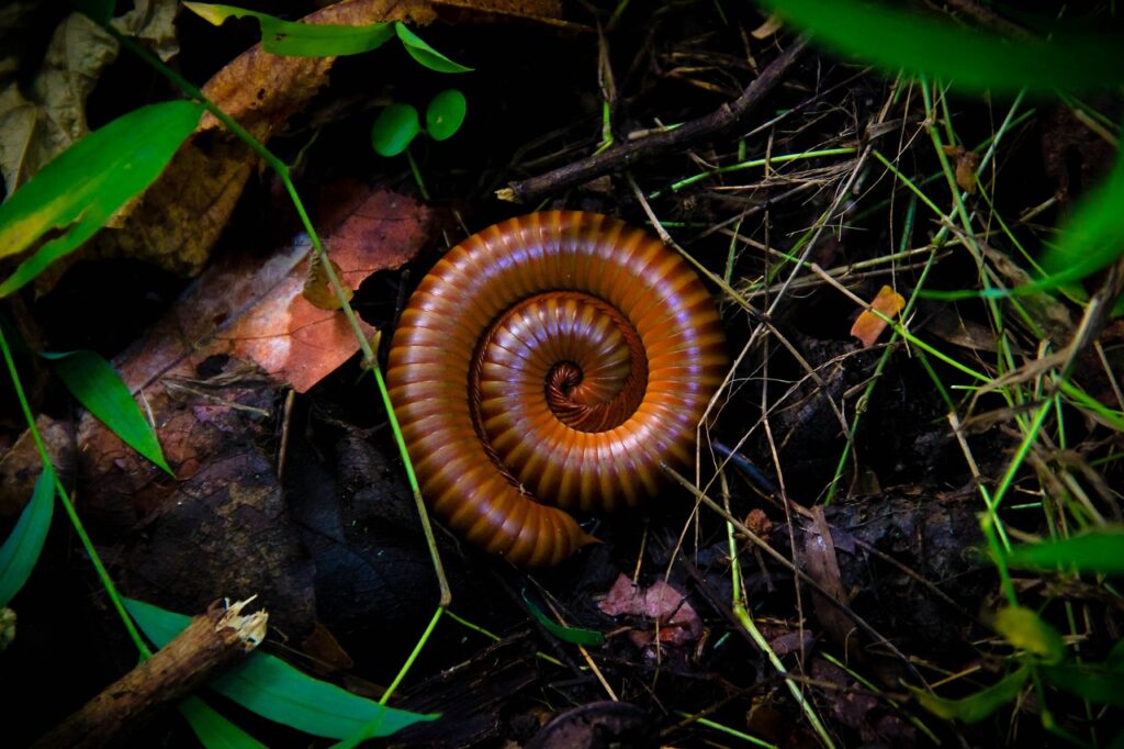 A Millipede all wound up
