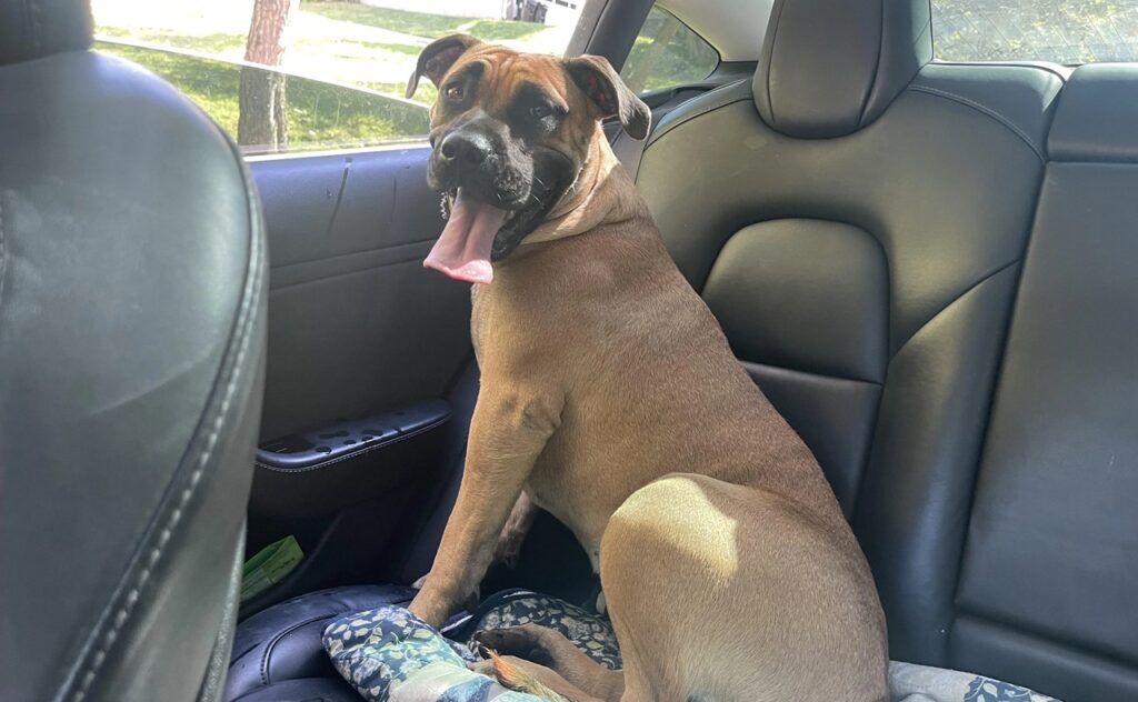 Ca de Bou (Majorca Bulldog)