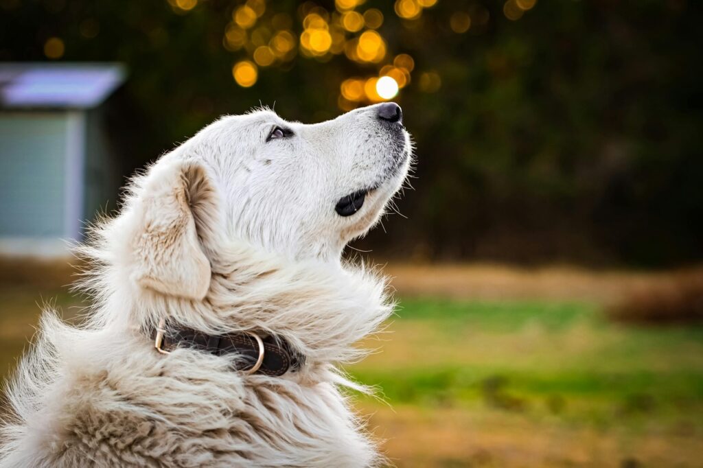 Closeup of a Great Pyrenees dog