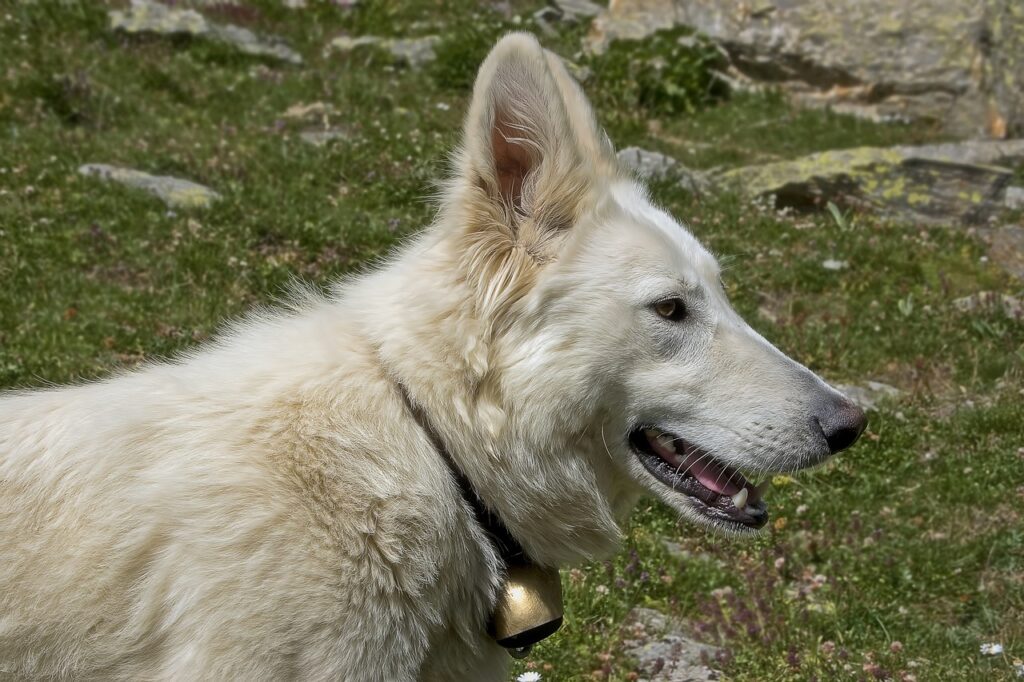 A profile shot of a White German Shepherd dog