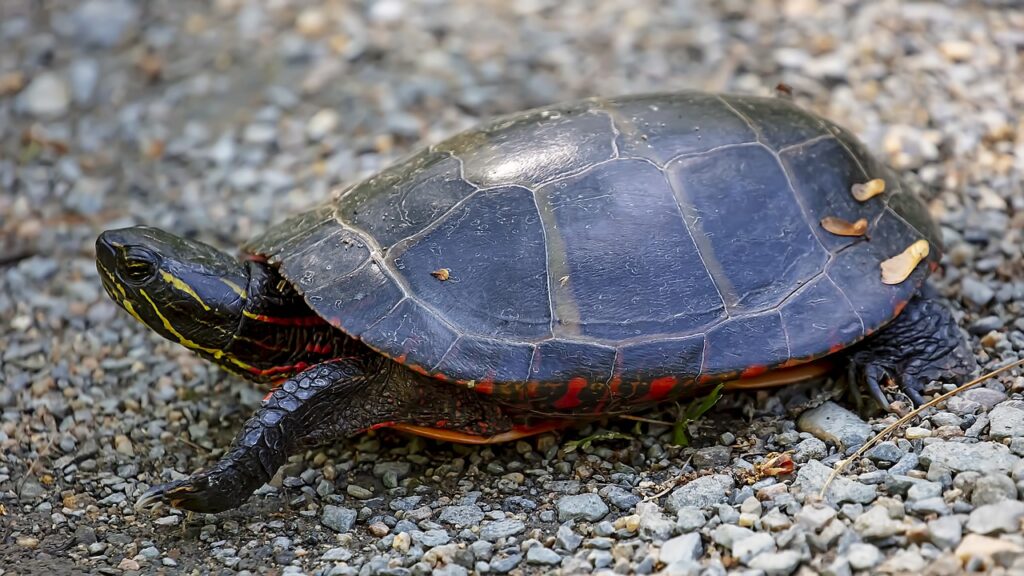 A Painted Turtle