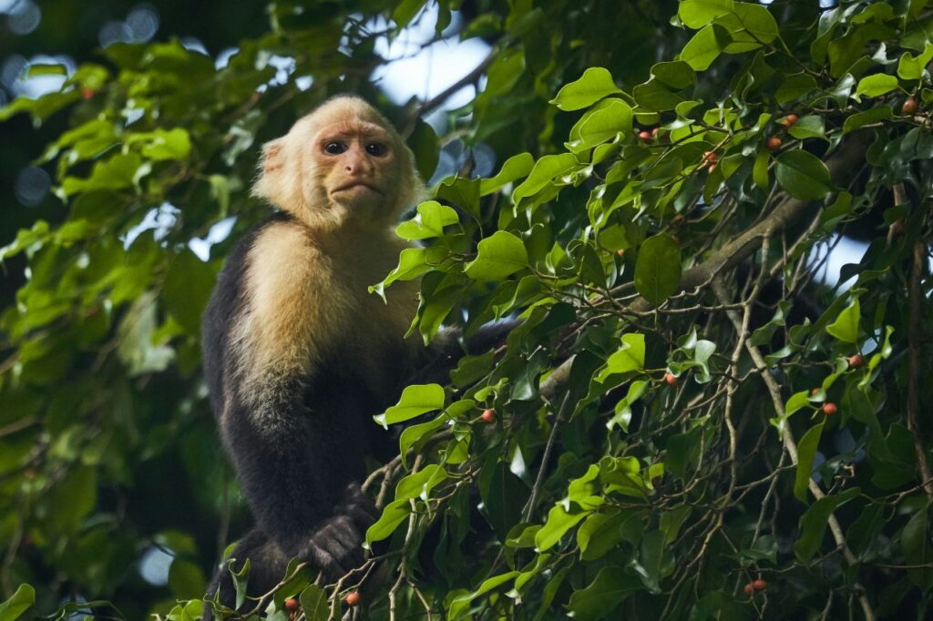Capuchin