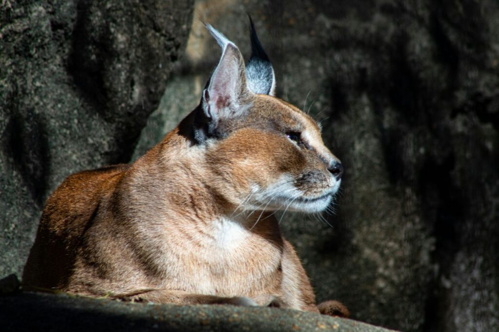 Caracal Cat