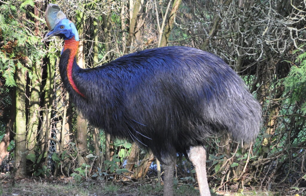 Northern cassowary