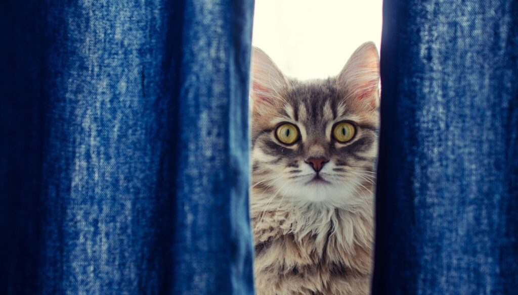 Cat looking through curtains
