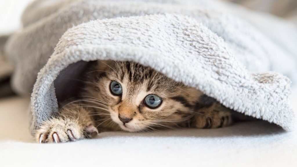 Cat under a blanket