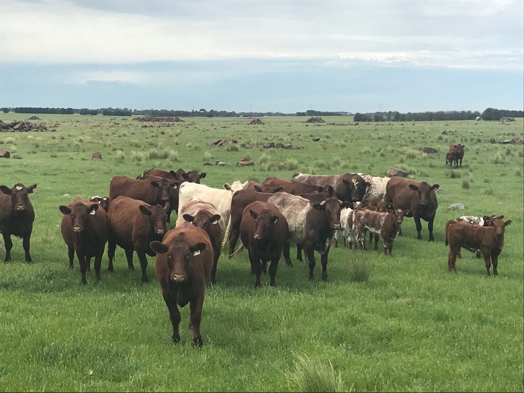 A herd of Shorthorn cattle grazing on a lush green pasture