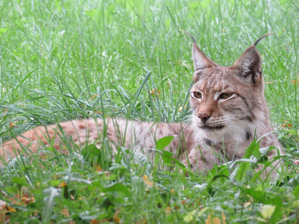 Bobcat in grass
