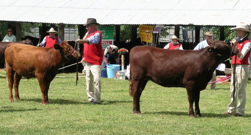 A group of red poll cattle being shown at a livestock exhibition