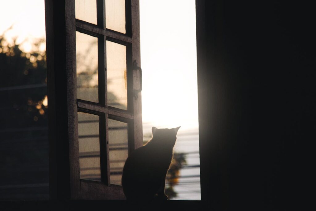 Cat silhouette gazing out window at sunset