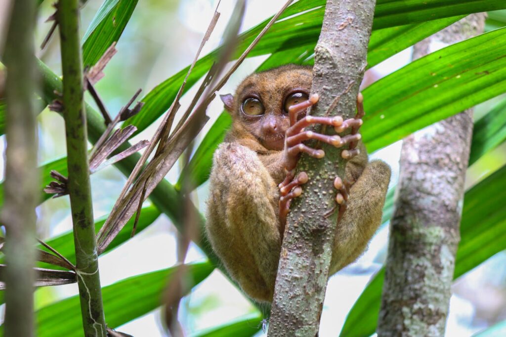 Tarsier clinging tightly to leafy branch
