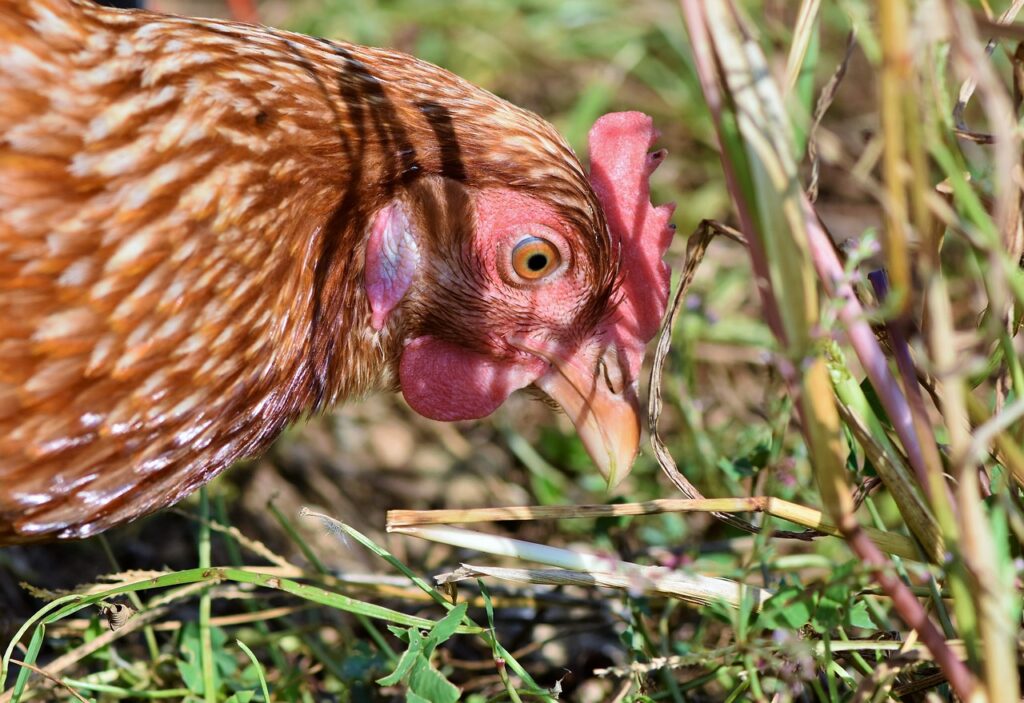 Chicken Eating Food