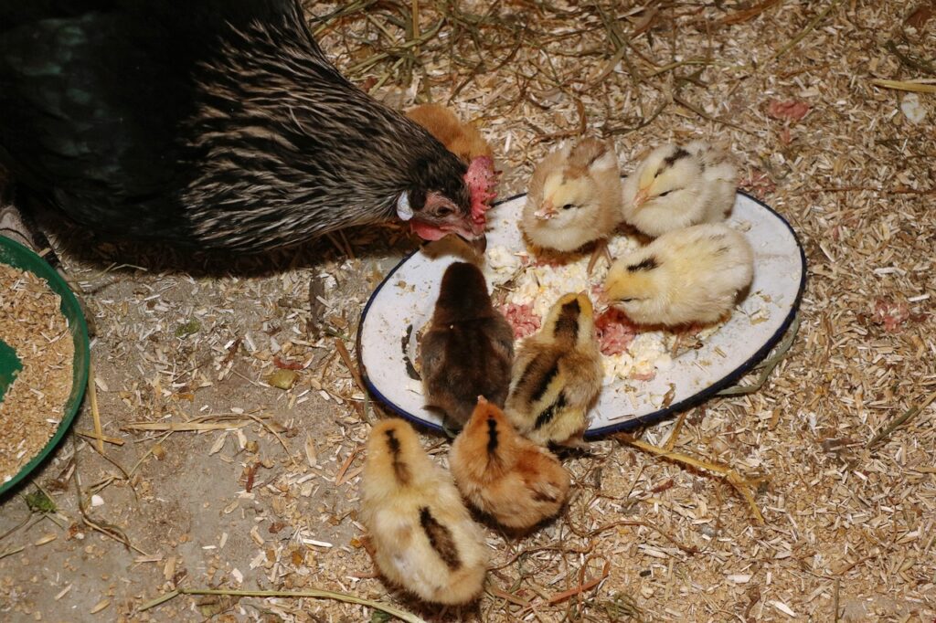 Chicken Eating