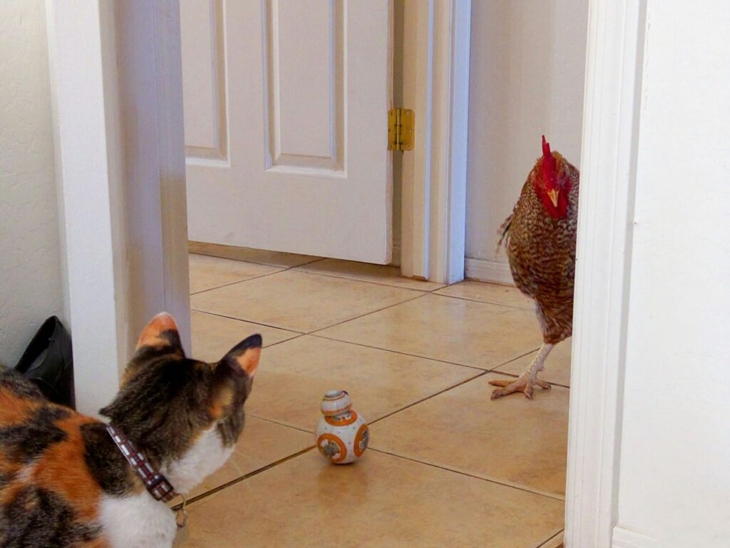 Chicken and Cat