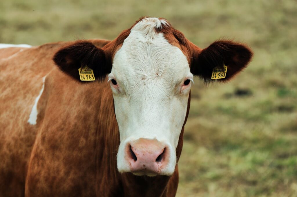 A Hereford cow with ear tags staring at camera