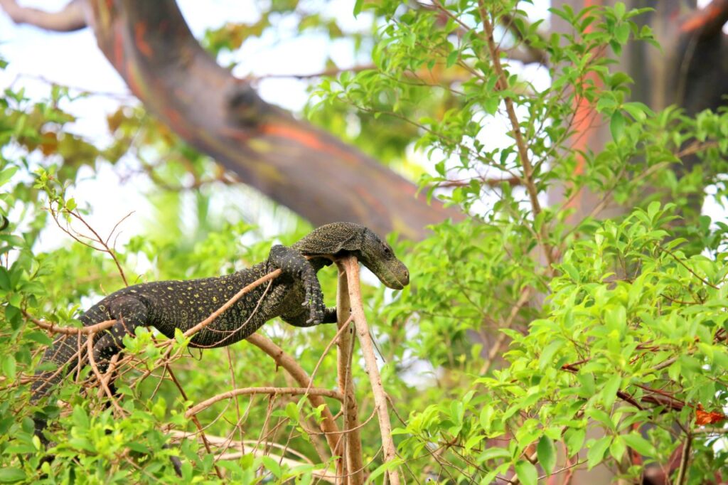 Crocodile Monitor