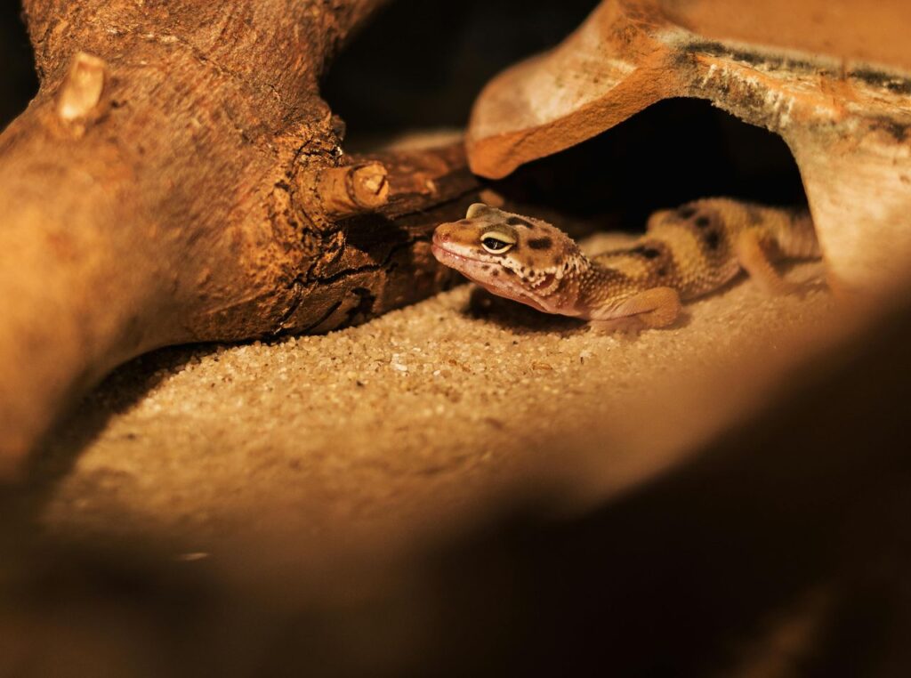Leopard Gecko