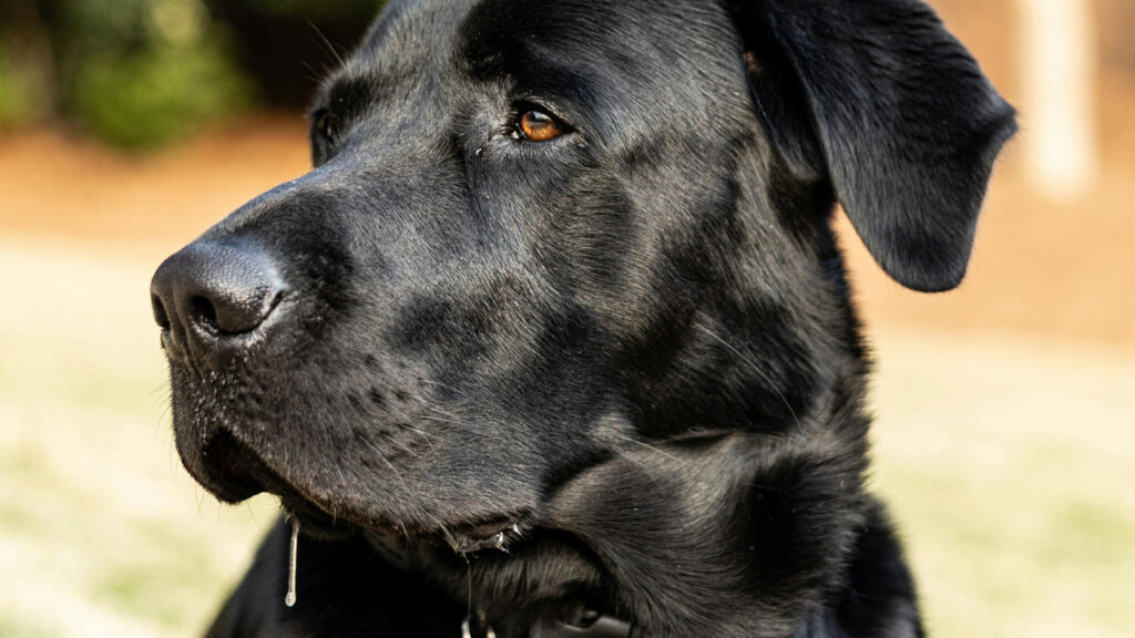 A Dog drooling