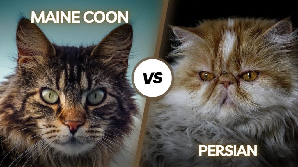Maine coon vs Persian