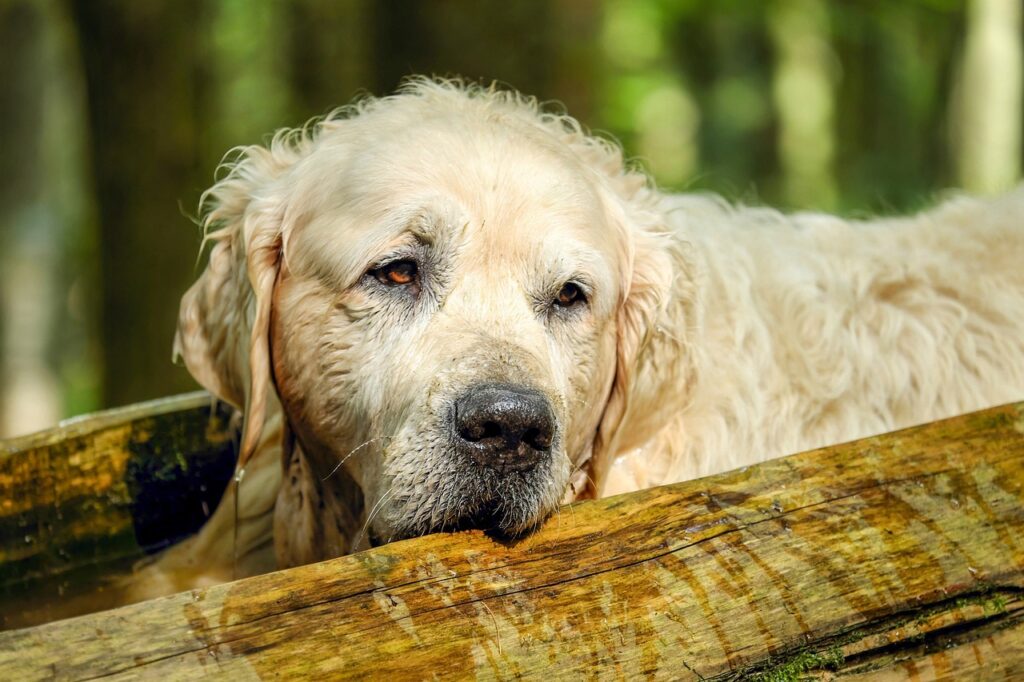An Old dog