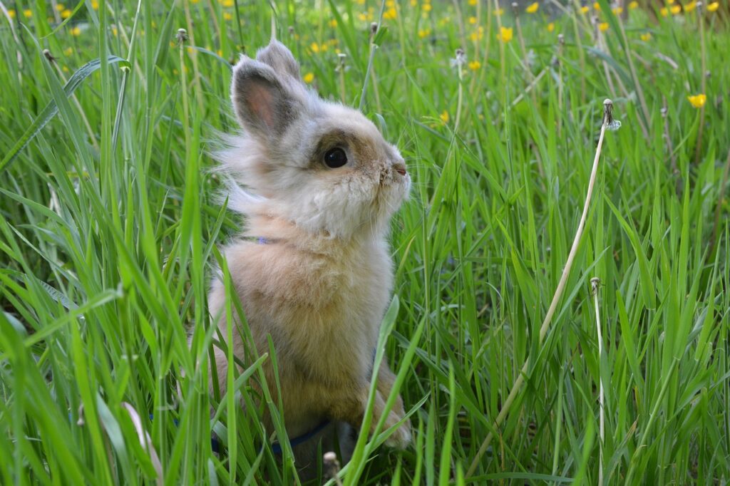 dwarf rabbit