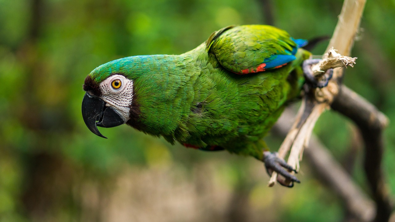 A Perched parrot